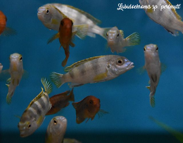 Labidochromis%20sp.%20perlmutt%201_zps3g