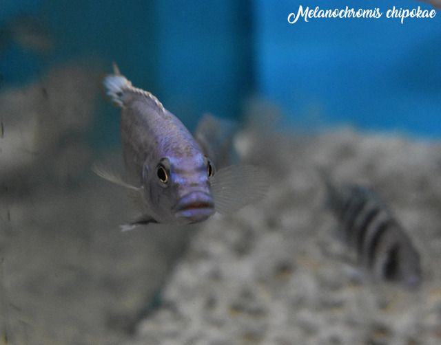 Melanochromis%20chipokae%201_zpss95qjyfb