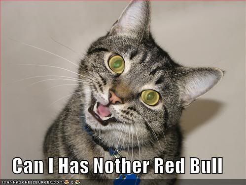 funny-pictures-red-bull-cat.jpg