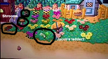 MushroomsJacobsLadder.png