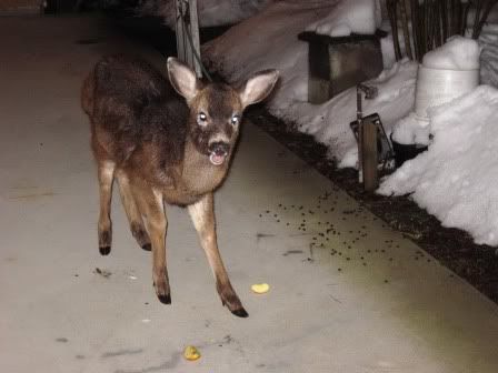 DadDeer.jpg