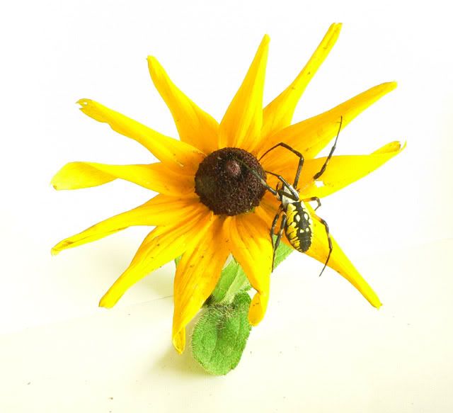 IMAGE: http://i6.photobucket.com/albums/y215/jrh312/Macro/Insects/August312005031resize.jpg