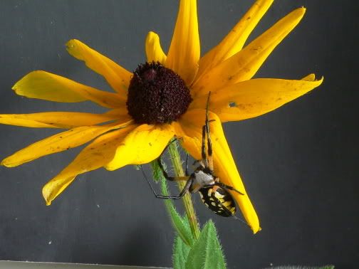 IMAGE: http://i6.photobucket.com/albums/y215/jrh312/Macro/Insects/P1020370.jpg