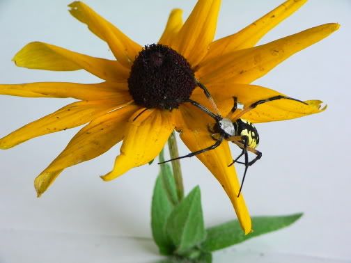 IMAGE: http://i6.photobucket.com/albums/y215/jrh312/Macro/Insects/P1020391.jpg