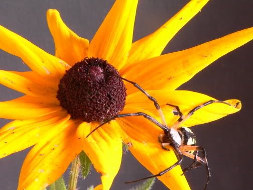 IMAGE: http://i6.photobucket.com/albums/y215/jrh312/Macro/Insects/P1020401.jpg