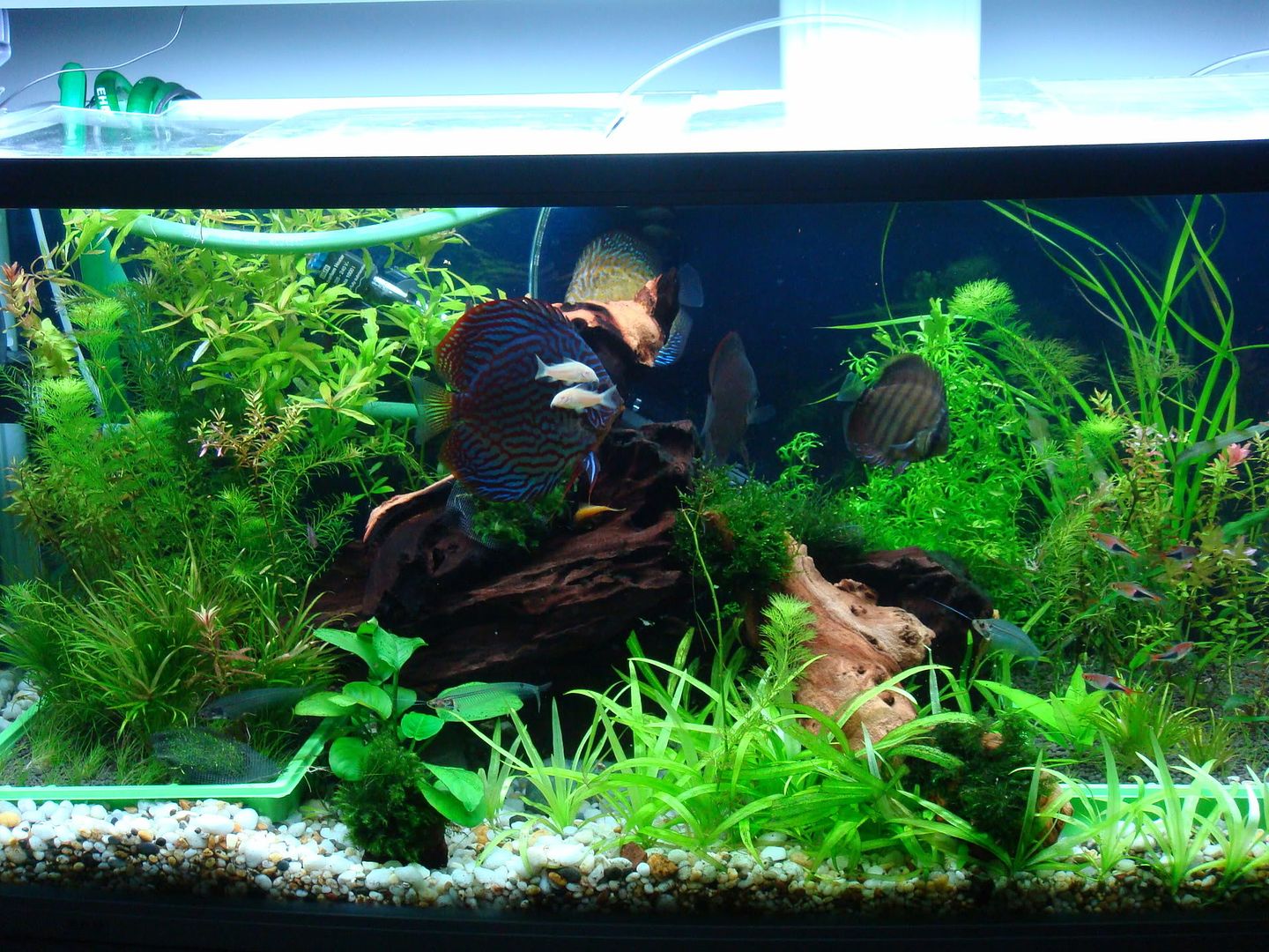Fish Tank Setups