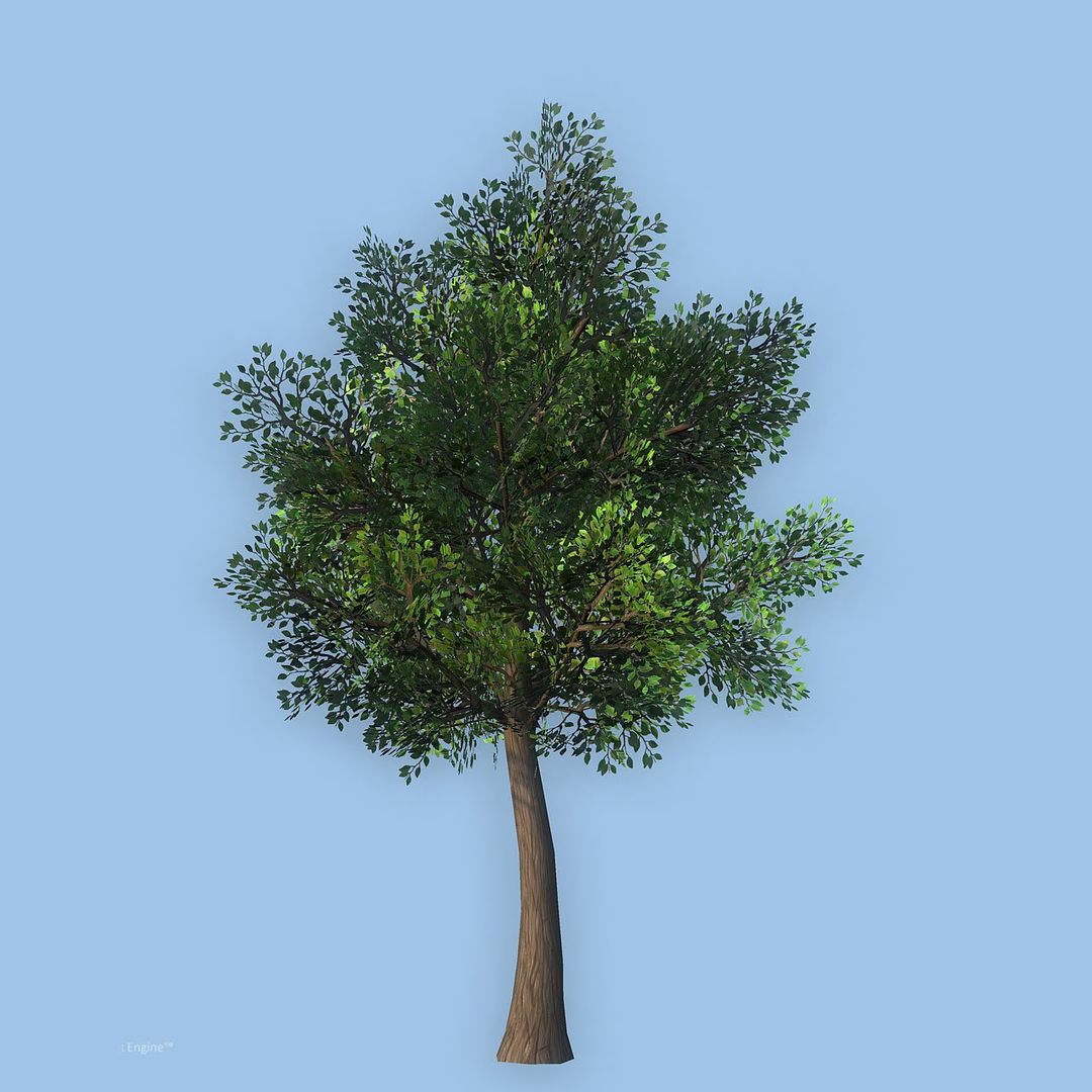 Tree2-1.jpg