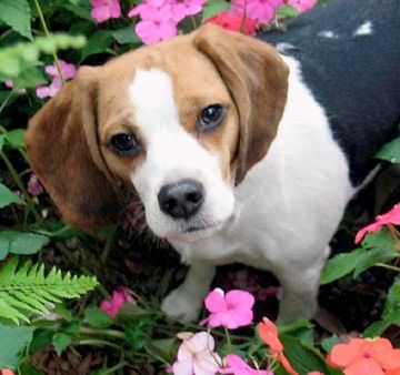 beagle care