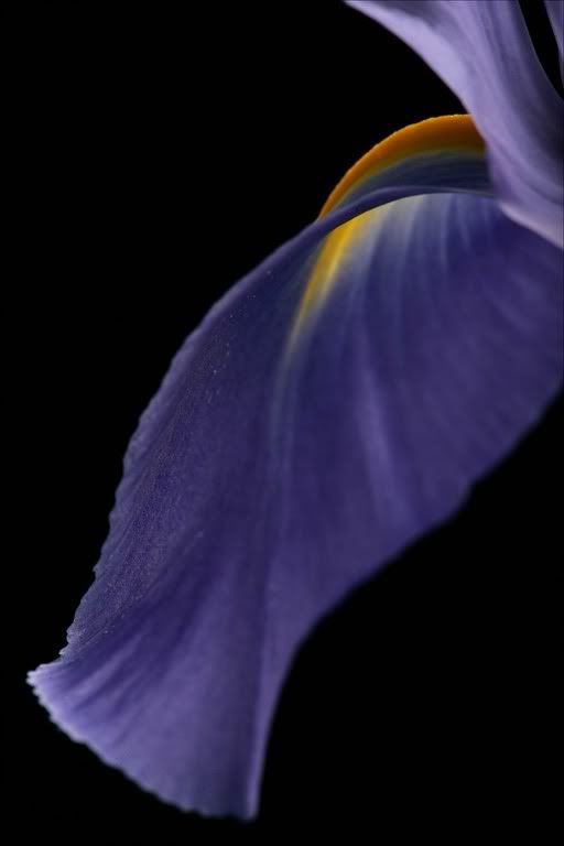 iris-flower.jpg