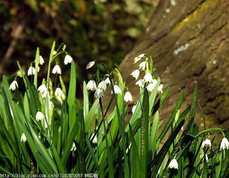 水仙花节拍铃兰水仙