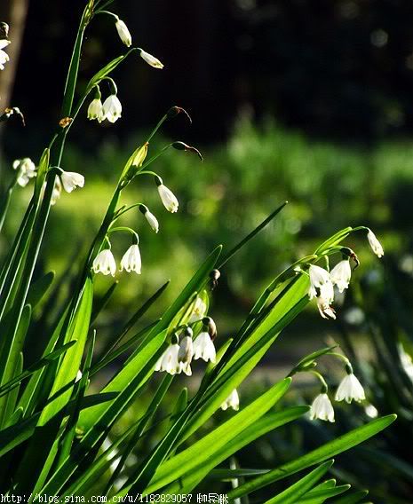 水仙花节拍铃兰水仙