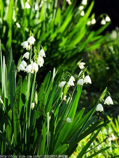 水仙花节拍铃兰水仙