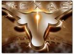 Texas Long Horns Pictures, Images and Photos