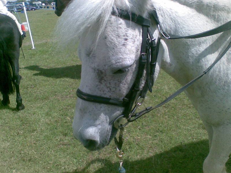 Grass reins/Daisy reins