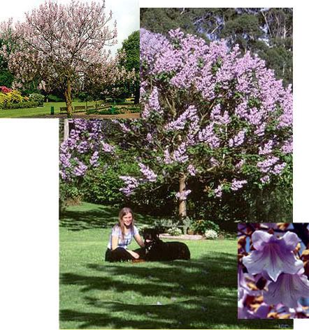 pictures royal paulownia tree