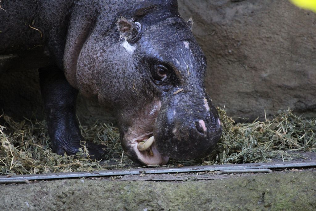 04-08-2013-zoo097.jpg