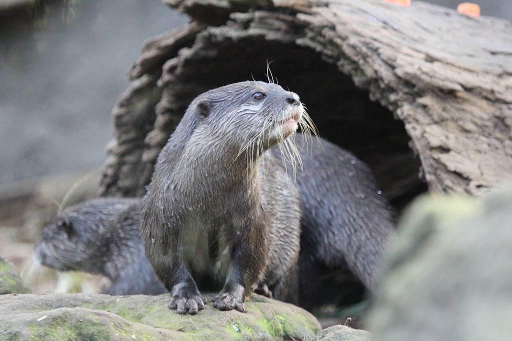 04-08-2013-zoo1028.jpg