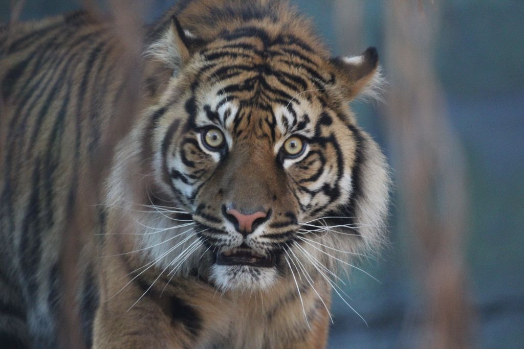 04-08-2013-zoo168.jpg