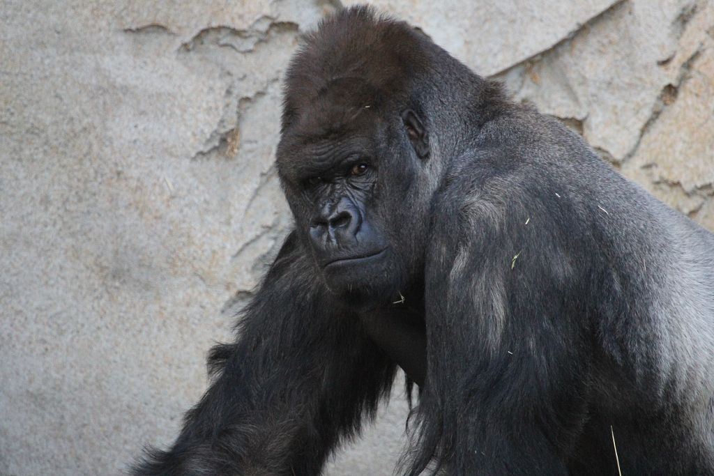 04-08-2013-zoo512.jpg