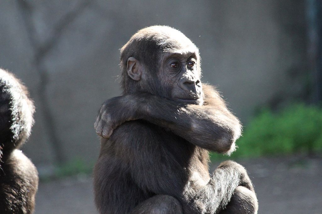 04-08-2013-zoo541.jpg