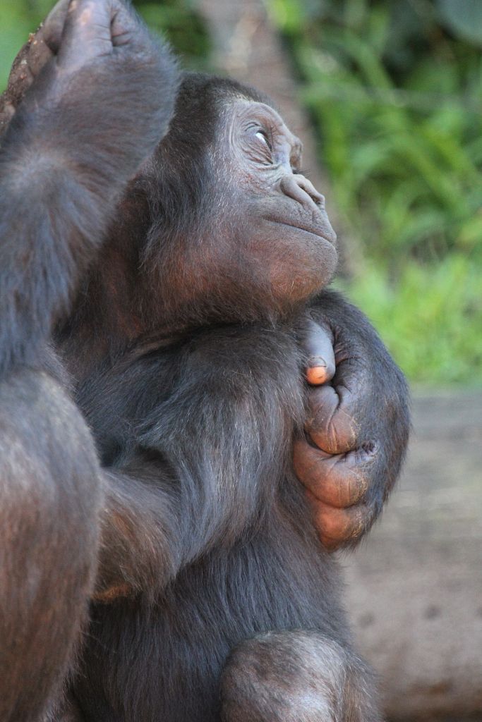 04-08-2013-zoo573.jpg