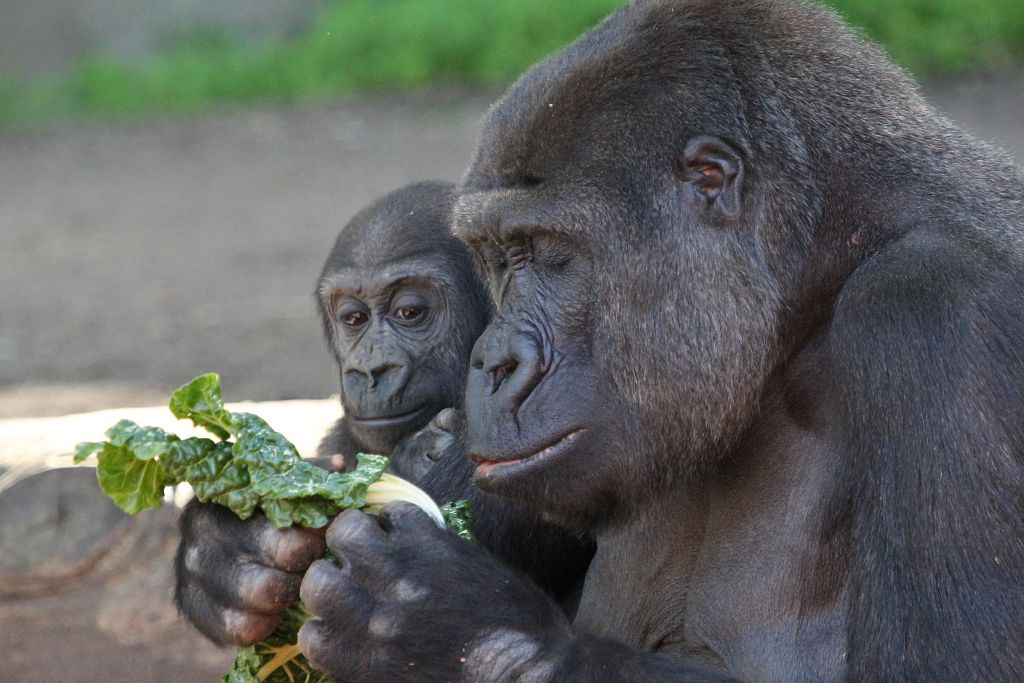 04-08-2013-zoo637.jpg