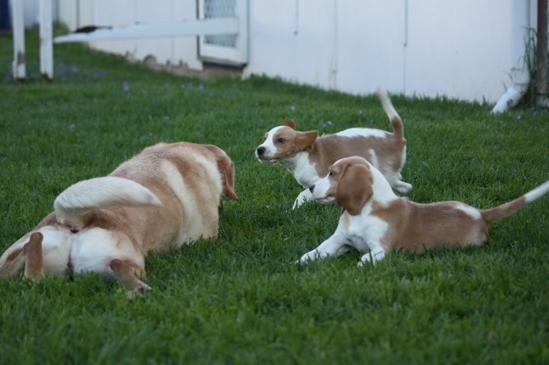 17-11-2010-beagles_cav103.jpg