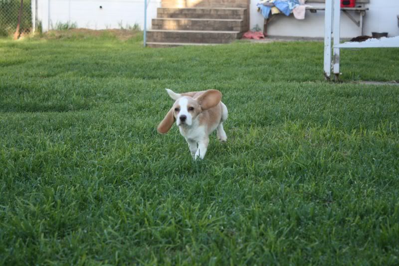 25-10-2010-beagles043.jpg