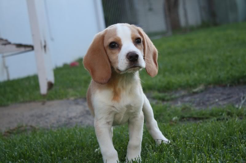 25-10-2010-beagles185.jpg