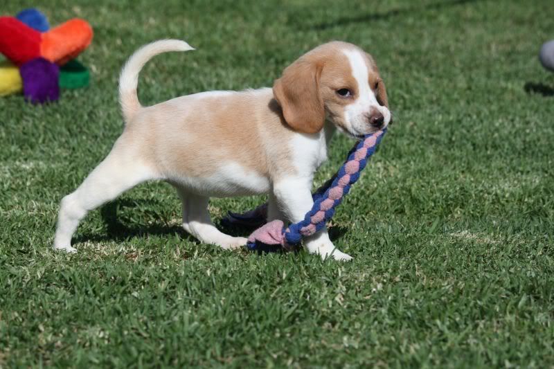 27-10-2010-beagles010.jpg