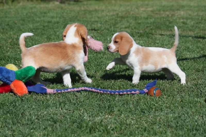 27-10-2010-beagles021.jpg
