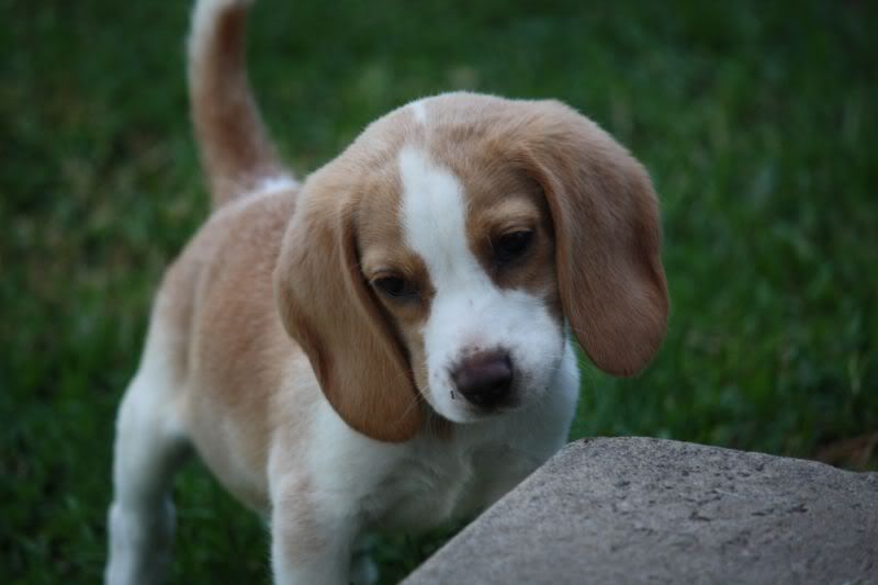 27-10-2010-beagles112.jpg