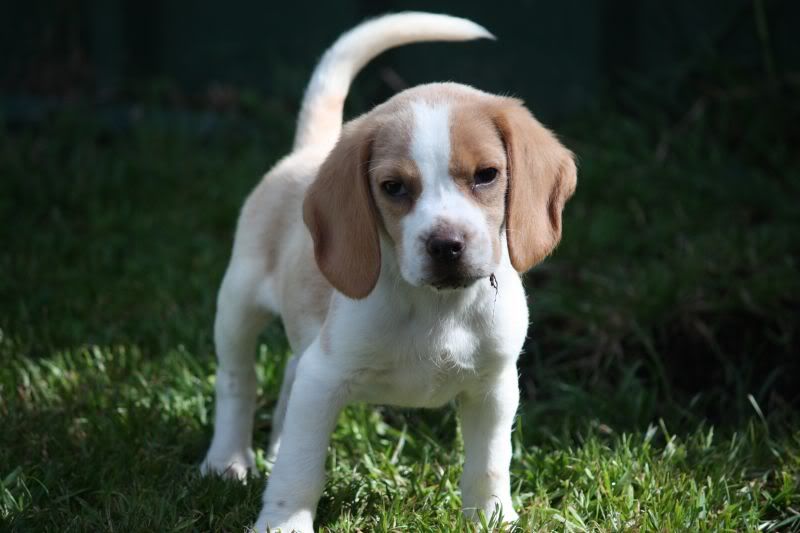 27-10-2010-beagles150.jpg