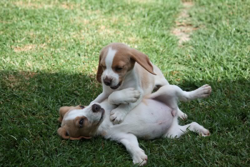 27-10-2010-beagles174.jpg