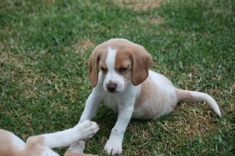 27-10-2010-beagles175.jpg