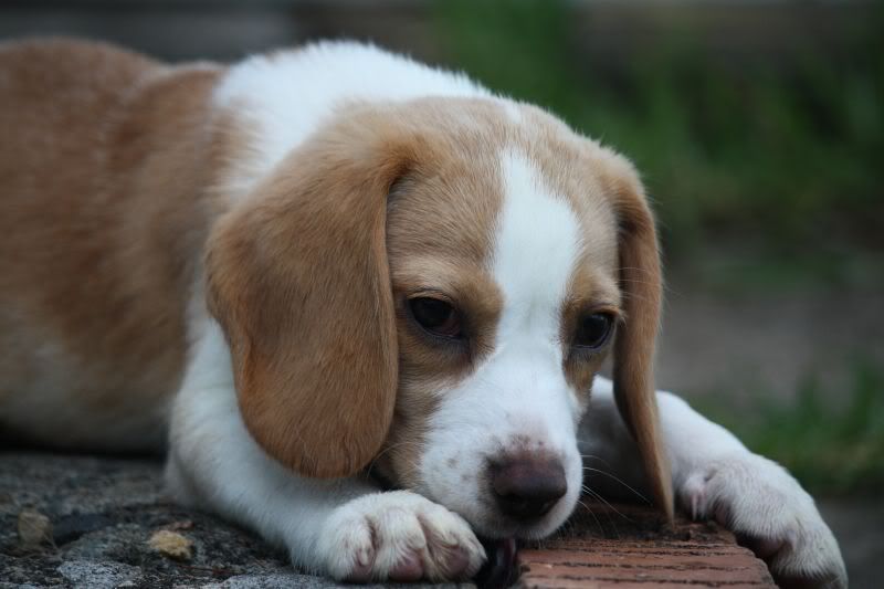 27-10-2010-beagles215.jpg