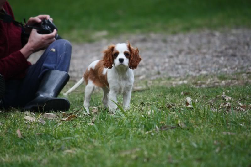 cavalier x beagle