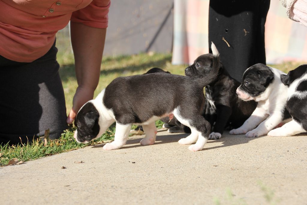 22-09-2012-nswar-puppies008_zps2c79f4d6.jpg