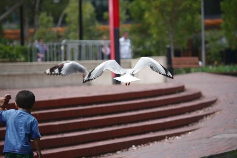 06-11-2011-darling-harbour232.jpg