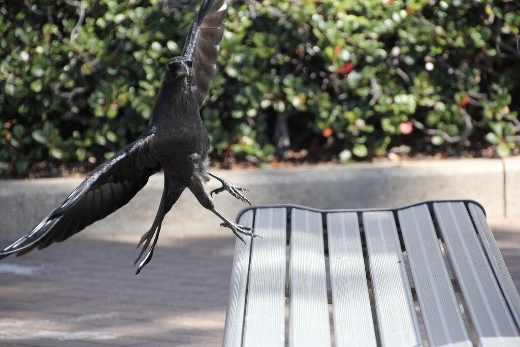 13-04-2012-60D-manly052.jpg