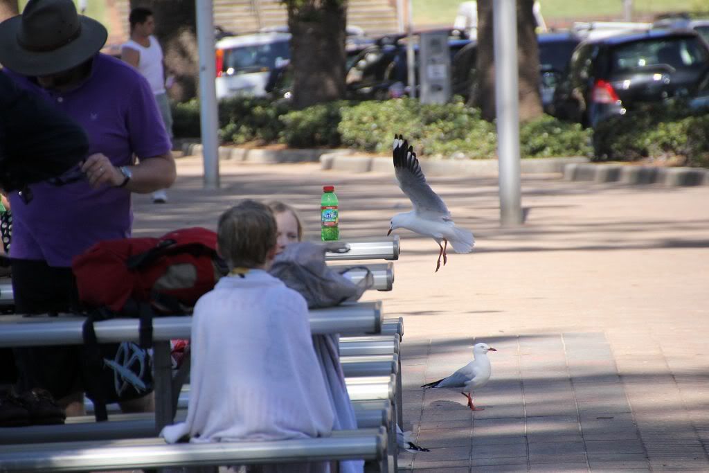 13-04-2012-60D-manly188.jpg