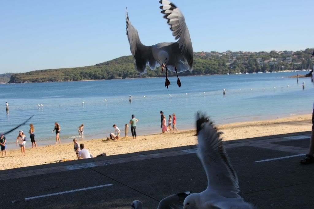 13-04-2012-60D-manly245.jpg