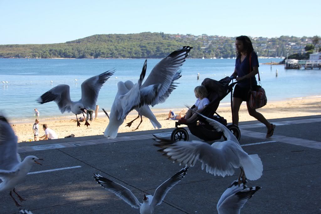 13-04-2012-60D-manly248.jpg