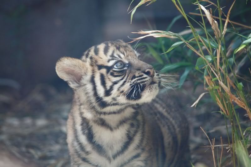 05-11-2011-zoo176.jpg