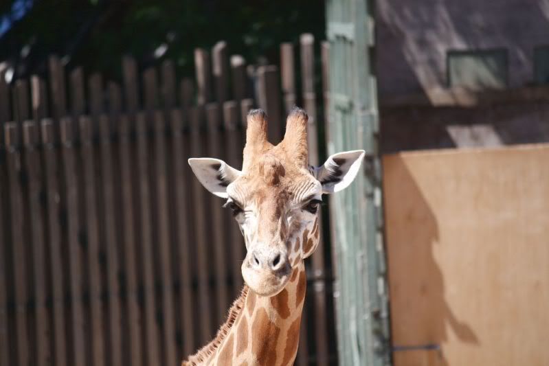 05-11-2011-zoo578.jpg