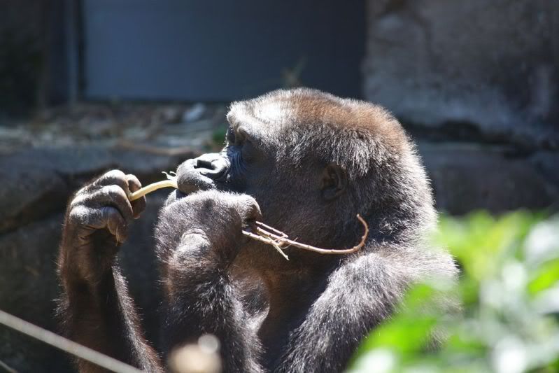 05-11-2011-zoo788.jpg