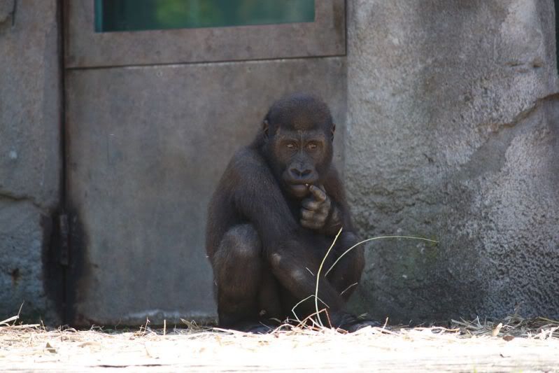 05-11-2011-zoo827.jpg