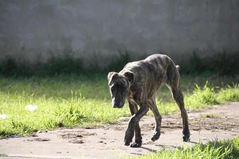 2012-07-28-brindle-pup-t018.jpg