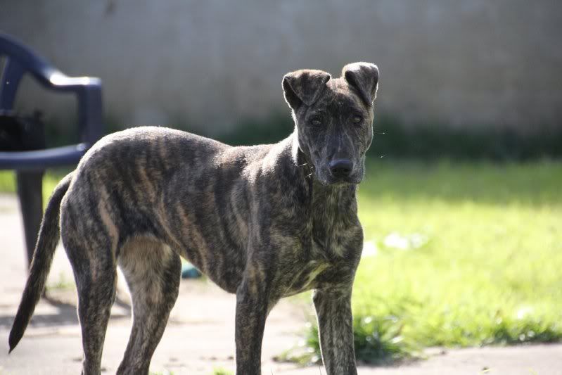 2012-07-28-brindle-pup-t025.jpg