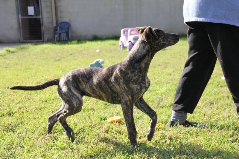 2012-07-28-brindle-pup-t034.jpg